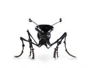 FOURMIS-1-640x4802x