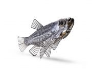 POISSON-LORETTE34268-640x4802x