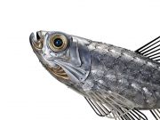 POISSON-LORETTE34278-640x4802x