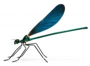 martinet-dragonfly-1-640x4742x