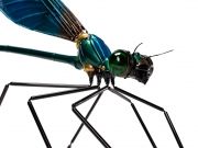 martinet-dragonfly-2-640x4802x