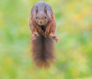 jumging-squirrel-01