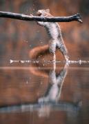 jumging-squirrel-02