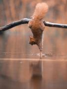 jumging-squirrel-03