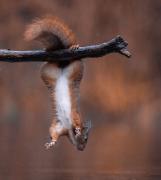 jumging-squirrel-04