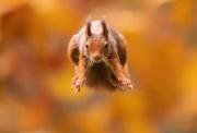 jumging-squirrel-14