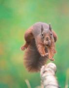 jumging-squirrel-15