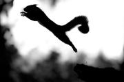 jumging-squirrel-17