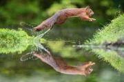 jumging-squirrel-20