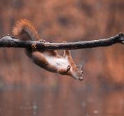 jumging-squirrel-24