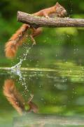 jumging-squirrel-29