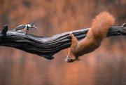 jumging-squirrel-32