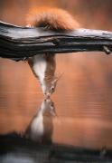 jumging-squirrel-34