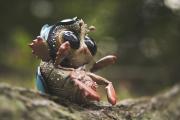 GiantBeetle01-62f11c08e49e7880