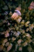 14-651129921436b-jpeg700