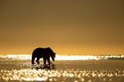 bearglow-1024x683