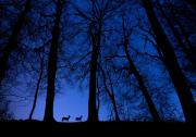 cameratrap-1024x714