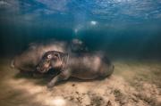 hippos-1024x675
