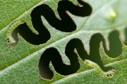 larvae-1024x683