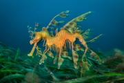 seahorse-1024x683