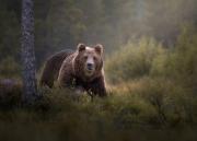 Finland-Brown-Bear-1
