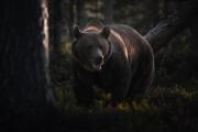 Finland-Brown-Bear-12
