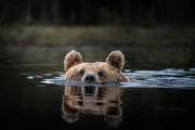 Finland-Brown-Bear-13
