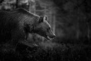 Finland-Brown-Bear-6-BW
