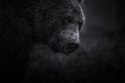 Finland-Brown-Bear-8-BW