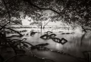 Mangrove-Photography-Awards-2023-Celebrating-life-in-the-Mangroves-6538c9ffb0fdc-jpeg700