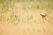 Nature-Photography-10