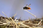 Nature-Photography-16