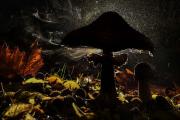 Nature-Photography-20