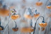 Nature-Photography-4