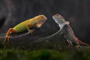 Reptiles-And-Insects-By-Yan-Hidayat12