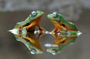 Reptiles-And-Insects-By-Yan-Hidayat14