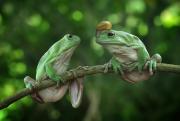 Reptiles-And-Insects-By-Yan-Hidayat15