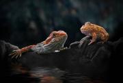 Reptiles-And-Insects-By-Yan-Hidayat16