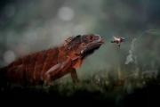 Reptiles-And-Insects-By-Yan-Hidayat19