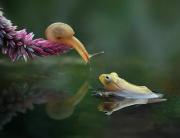 Reptiles-And-Insects-By-Yan-Hidayat28