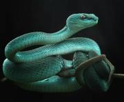 Reptiles-And-Insects-By-Yan-Hidayat31