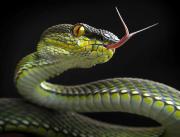 Reptiles-And-Insects-By-Yan-Hidayat32