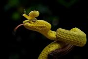 Reptiles-And-Insects-By-Yan-Hidayat4