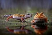 Reptiles-And-Insects-By-Yan-Hidayat5