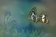 Reptiles-And-Insects-By-Yan-Hidayat7