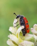 macro-12