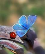 macro-15