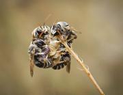 macro-17