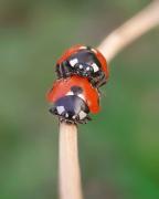 macro-20