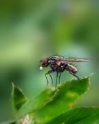 macro-21